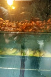 18_jablkovy_kolac.jpg||