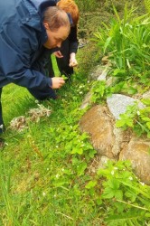 01_bylinkov_caj.jpg||