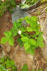 04_bylinkov_caj.jpg||