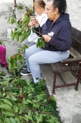 01_zber_ceresi_a_priprava_kol_ca.jpg||