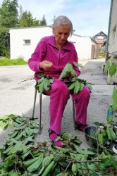 02_zber_ceresi_a_priprava_kol_ca.jpg||