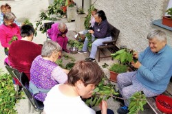 06_zber_ceresi_a_priprava_kol_ca.jpg||