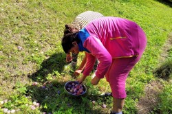 04___ovocny_kolac_z_nasej_urody_pc.jpg||