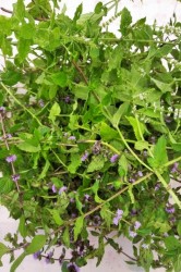 07_m_tov_sirup.jpg||