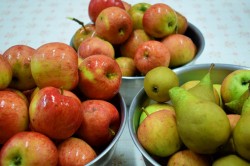 01_susime_ovocie.jpg||