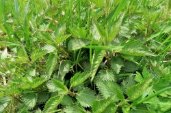 07_priprava_sirupu_pc.jpg||