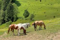 36_zazriva_pss.jpg||