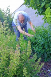 01_bylinky_jablka.jpg||