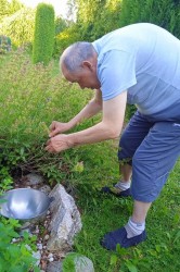 06_bylinky_jablka.jpg||