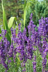 01_levandula_pc.jpg||