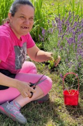 02_levandula_pc.jpg||