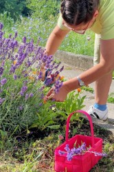 03_levandula_pc.jpg||