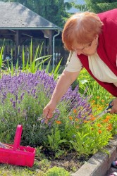 04_levandula_pc.jpg||