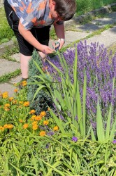 05_levandula_pc.jpg||