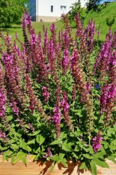 01_zber_byliniek_pc.jpg||