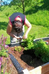 03_zber_byliniek_pc.jpg||