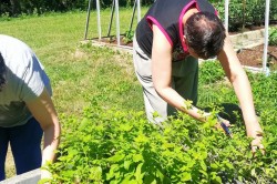 04_zber_byliniek_pc.jpg||