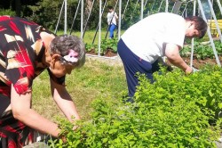 07_zber_byliniek_pc.jpg||