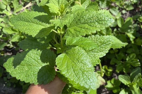 07_bazovy_sirup.jpg||
