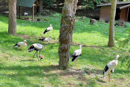 20_zoo_2_pc.jpg||