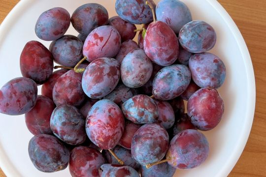 10_pracovne_dopoludnie.jpg||