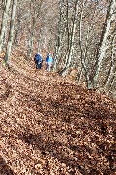 06_prech_dzka_les_pc.jpg||