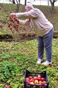 08_zber_jablk_pc.jpg||