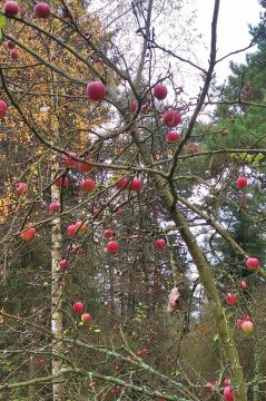 12_zber_jablk_pc.jpg||