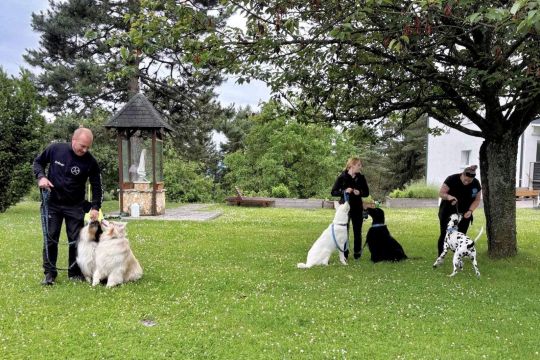 02_dogs_academy_pc.jpg||