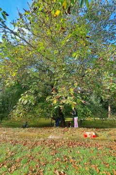 01_zber_jablk_a_orechov_pc.jpg||