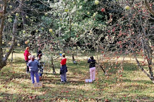 02_zber_jablk_a_orechov_pc.jpg||