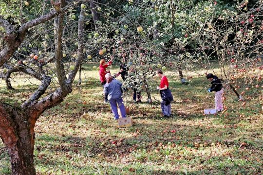 03_zber_jablk_a_orechov_pc.jpg||