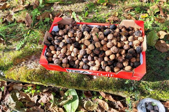 04_zber_jablk_a_orechov_pc.jpg||