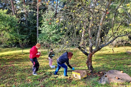 06_zber_jablk_a_orechov_pc.jpg||