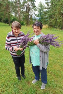 07_levandule_pc.jpg||