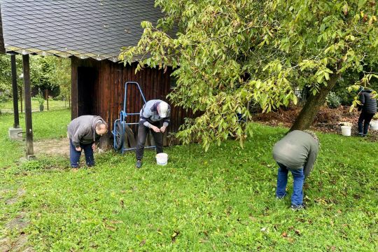 09_zber_orechov_pc.jpg||