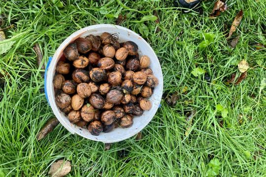 12_zber_orechov_pc.jpg||